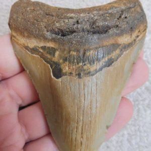 Dent de Mégalodon – insolite
