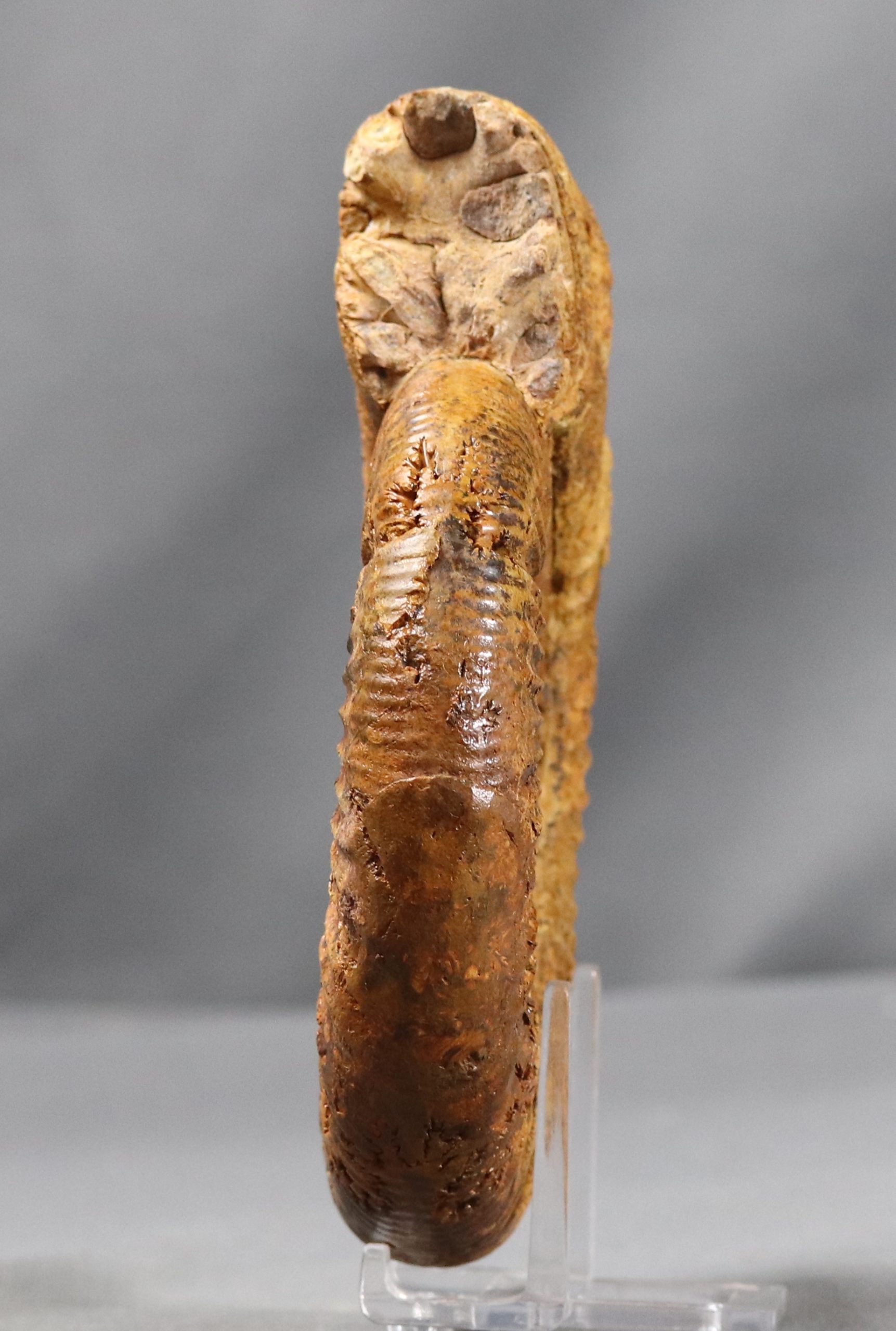Perisphinctes antecedens (Salfeld) – Image 4
