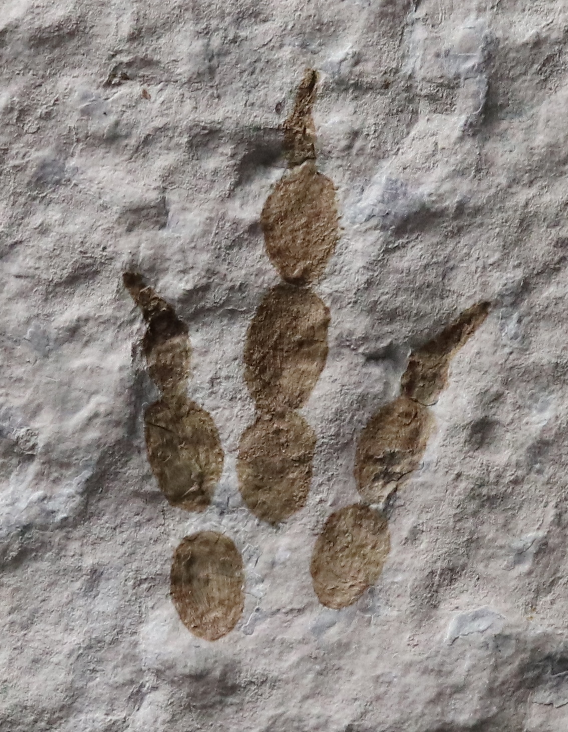 Empreinte de pas de dinosaure Grallator – Piste – Image 4