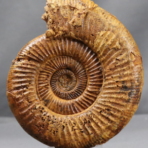 Perisphinctes antecedens (Salfeld)